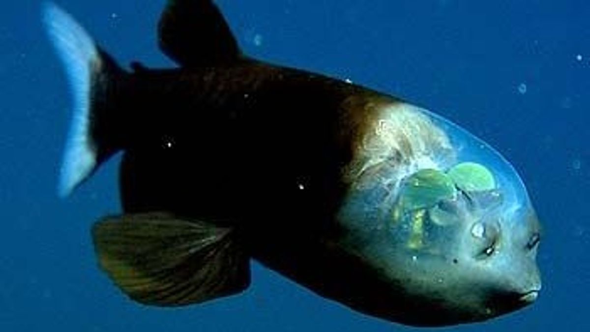Nutrition Spur Barreleye fish The deep sea weirdo with rotating eyes and a see through head
