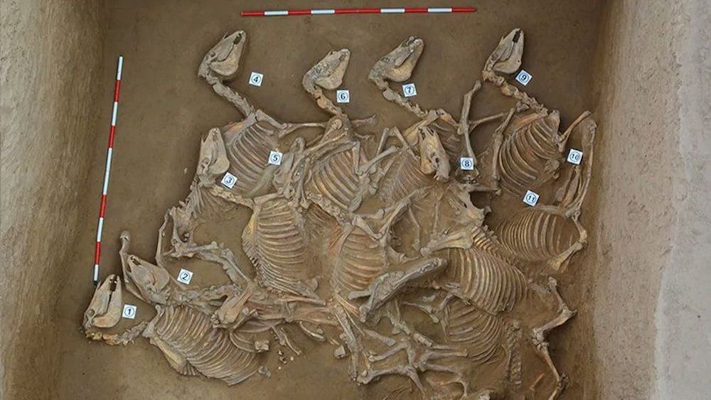 Nutrition Spur Sacrificial pits filled with 120 horse skeletons found in Bronze Age city in China
